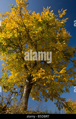 Albero di noce Juglans regia in colore di autunno Romania Foto Stock
