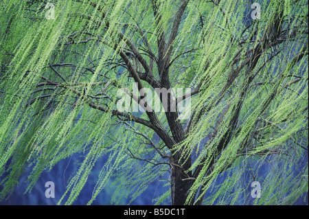 Salice piangente Salix x sepulcralis albero in primavera Raleigh Wake County North Carolina USA Foto Stock