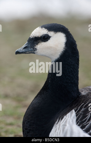 Barnacle goose Branta leucopsis testa dettaglio Scozia inverno Foto Stock