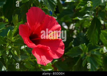 HIBISCUS RED Hibiscus rosa-sinensis vicino sul soleggiato rosso fiori di ibisco Gran Canaria Spagna genere di piante in fiore nella famiglia di malva, Malvacea Foto Stock