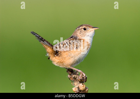 Sedge Wren Cistothorus platensis Appleton Chippewa County Minnesota Stati Uniti 29 Maggio Troglodytidae adulti Foto Stock