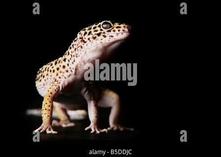 Femmina Live Leopard Gecko su sfondo nero Foto Stock