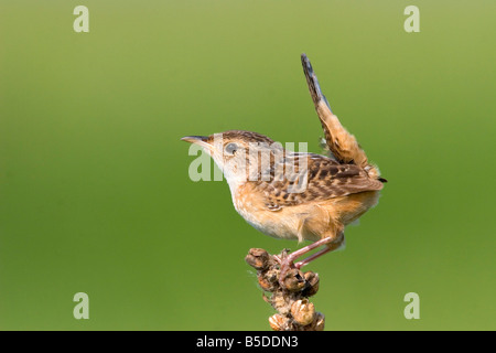 Sedge Wren Cistothorus platensis Appleton Chippewa County Minnesota Stati Uniti 29 Maggio Troglodytidae adulti Foto Stock