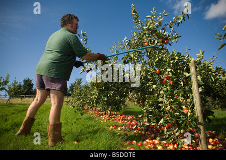 La raccolta rimanendo Katy le mele da sidro dopo scuotendo l'albero Thatchers sidro Orchard Sandford Somerset Inghilterra Foto Stock