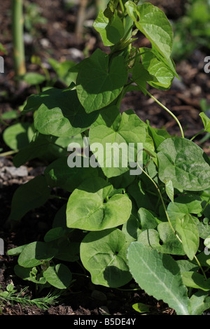 Campo centinodia Convolvulus arvense iniziando a salire gli stocchi di asparagi Foto Stock