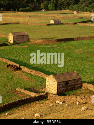 I campi di murata e fienili vicino Gunnister, Swaledale, Yorkshire Dales National Park, il Yorkshire, Inghilterra, Europa Foto Stock