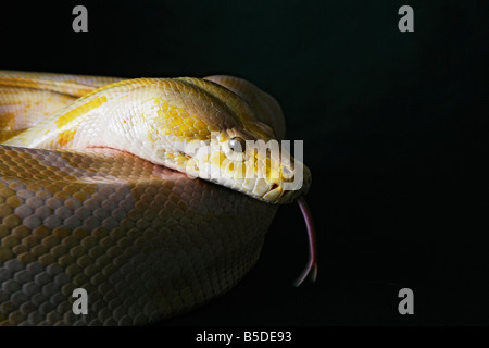 Albino maschi birmani serpente Python su sfondo nero Foto Stock