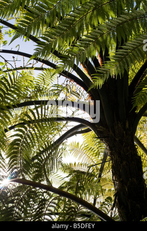 Pianta della felce Foto Stock