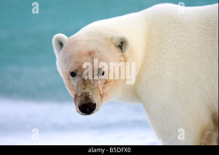 Orso polare ritratto Foto Stock