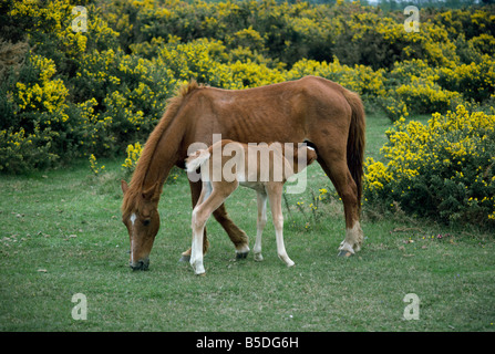 New Forest pony e lattanti puledro Hampshire England Regno Unito Europa Foto Stock