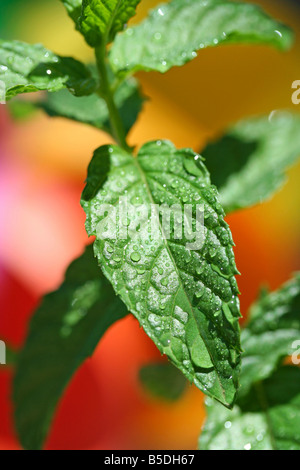 La menta piperita Mentha sp Foto Stock