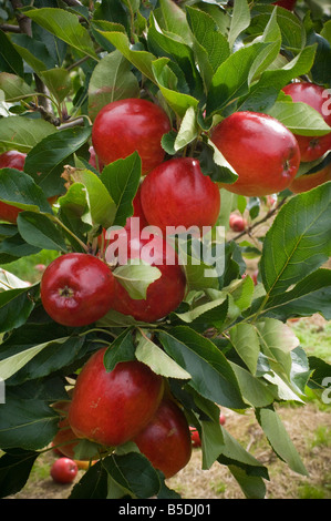 Close up di Katy le mele da sidro sidro Thatchers Orchard Sandford Somerset Inghilterra Foto Stock