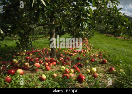 Katy le mele da sidro in attesa di raccolta dopo essere scosso dagli alberi Thatchers sidro Orchard Sandford Somerset Inghilterra Foto Stock