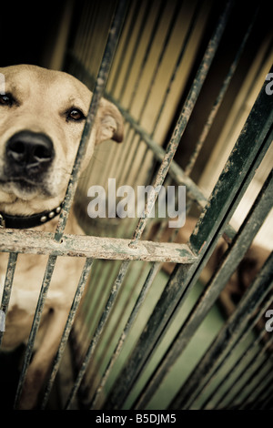 Un cane dietro al bar. Foto Stock