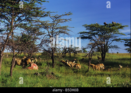 Lion, Iene, sciacalli e avvoltoi Foto Stock