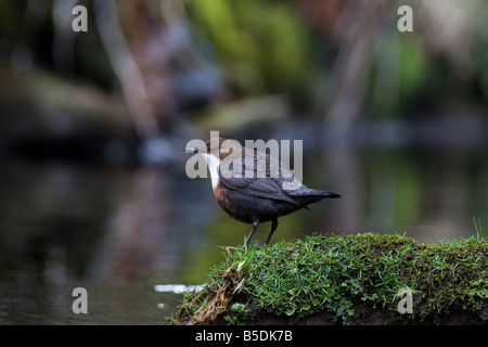 Cucchiaia - Cinclus cinclus Foto Stock