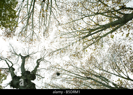 Sparse albero canopy, basso angolo di visione Foto Stock