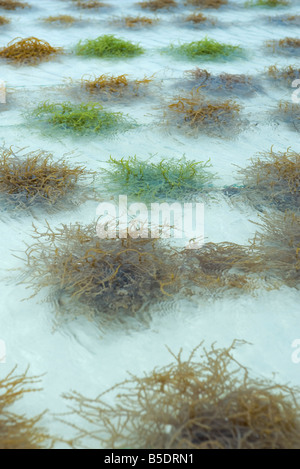 Fattoria di alghe marine, close-up Foto Stock