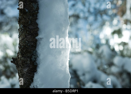 Tronco di albero a mezza coperta di neve Foto Stock