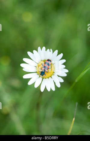 Insetto colorato sulla parte superiore del fiore Foto Stock