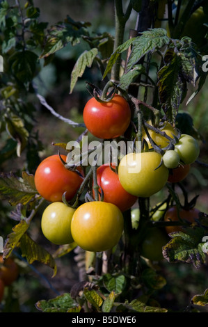 I pomodori in un riparto in West Harrow vicino a Londra Foto Stock