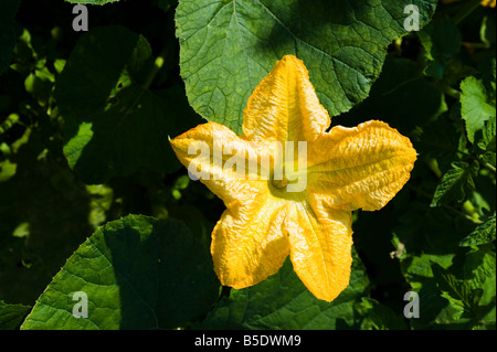 Un fiore di zucchine in un riparto in West Harrow vicino a Londra Foto Stock