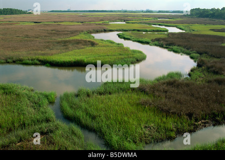 Le zone umide della Cooper River North Charleston, Carolina del Sud, Stati Uniti d'America, America del Nord Foto Stock