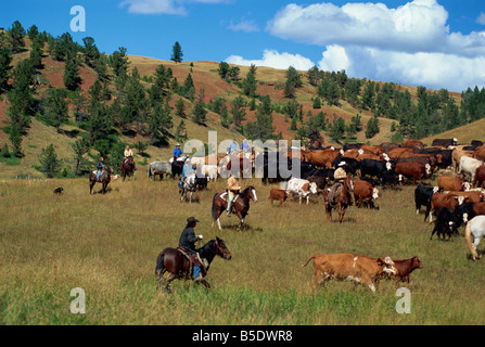 Bovini di round-up in alpeggio, Lonesome sperone Ranch Lonesome Sperone, Montana, USA, America del Nord Foto Stock