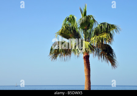 Palm tree insieme contro un cielo blu mare blu con un lontano yacht. Foto Stock