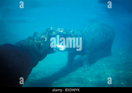 Hippopotame Ippona subacquea a piedi di Hippopotamus amphibius ZOO DI SAN DIEGO CALIFORNIA africana amphibius anfibio animale animali Foto Stock
