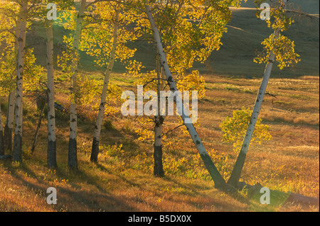 Aspen alberi in autunno colori, il Parco Nazionale di Yellowstone, Sito Patrimonio Mondiale dell'UNESCO, Wyoming USA, America del Nord Foto Stock