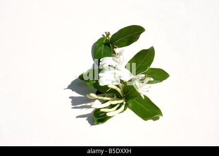 Caprifoglio blossoms Foto Stock