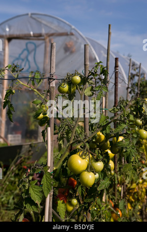 I pomodori in un riparto in West Harrow vicino a Londra Foto Stock