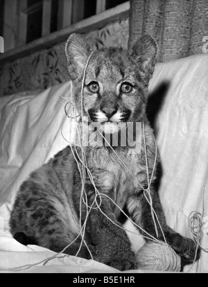 Cindy puma trovato alcuni nuovi compagni di gioco quando si trasferì house. I due mesi di età puma è stato gravemente ferito quando la sua madre ha calpestato accidentalmente sul suo presso la Flamingo Park Zoo a Malton, Yorks. Così il direttore zooÕs, il sig. Reg Bloom ha preso nella sua casa. E lì ha fatto amicizia con due manx gattini. Dopo di lei i pasti da un flacone babyÕs Cindy mantiene il titolo in giro con i gattini. E quando è senz'altro di coricarsi il sig. BloomÕs figlio di sette anni, Pietro, si infila nel suo Foto Stock