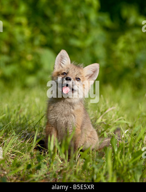Red Fox (Vulpes vulpes fulva) kit, arenaria, Minnesota, USA, America del Nord Foto Stock