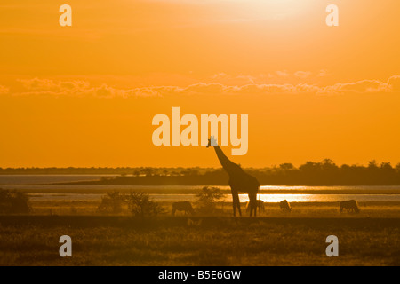 Africa, Namibia, il Parco Nazionale di Etosha, Masai giraffe (Giraffa Camelopardalis Tippelskirchi), tramonto Foto Stock