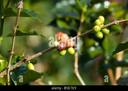 Bacche di caffè in un arbusto in Tana Toraja su Sulawesi in Indonesia Foto Stock