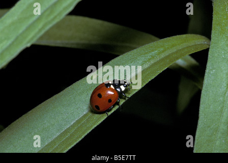 Un nove-spotted Ladybug Beetle (Coccinella novemnotata) in appoggio sulla lama per erba, Colorado US Foto Stock