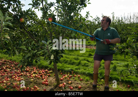 La raccolta rimanendo Katy le mele da sidro dopo scuotendo l'albero Thatchers sidro Orchard Sandford Somerset Inghilterra Foto Stock