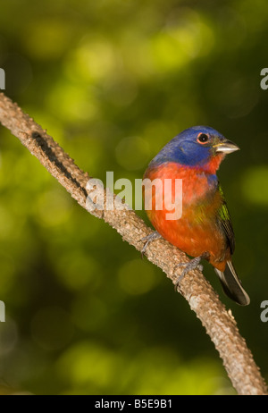 Verniciato maschio Bunting passerina ciris Foto Stock