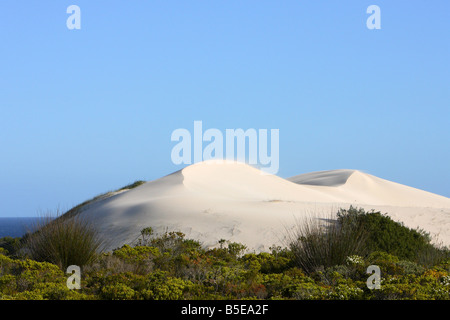 Fynbos costiere e le dune di sabbia - De Hoop Riserva Naturale , Western Cape , Sud Africa Foto Stock