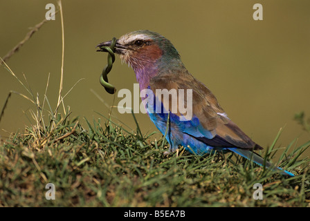 Lilla-breasted rullo con Baby Green Snake Foto Stock