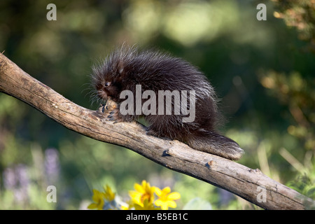 Baby porcupine (Erethizon dorsatum) in cattività, gli animali del Montana, Bozeman, Montana, USA, America del Nord Foto Stock