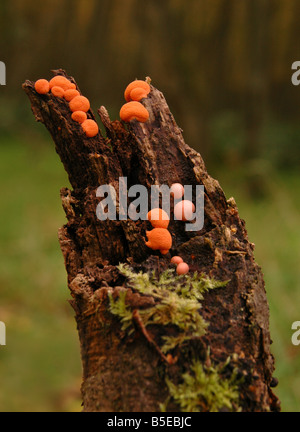 Il faggio woodwart - Hypoxylon fragiforme - il fungo come visto crescere sui morti in legno di faggio. Foto Stock