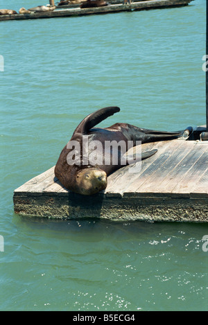 Sea Lion Pier 39 San Francisco in California negli Stati Uniti d'America Nord America Foto Stock