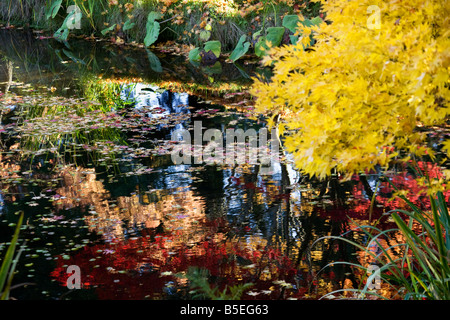 Albero giallo Ninfee colori autunnali Van Dusen Gardens Vancouver British Columbia Foto Stock