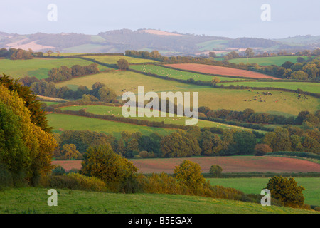 I campi di patchwork in campagna vicino a Crediton Devon England Foto Stock