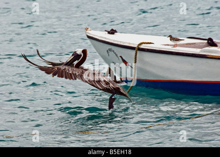 Adulto pellicano bruno tenendo fuori dall'acqua Foto Stock