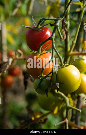 I pomodori in un riparto in West Harrow vicino a Londra Foto Stock