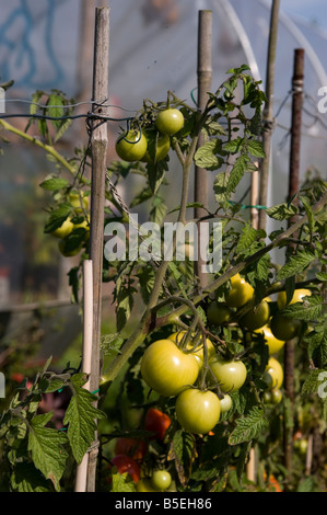 I pomodori in un riparto in West Harrow vicino a Londra Foto Stock